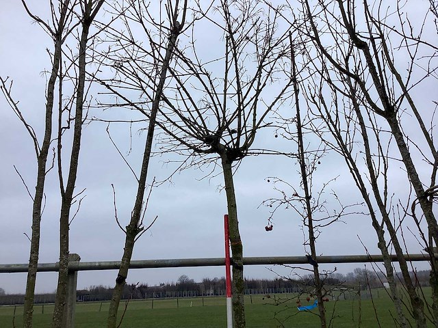 Bolesdoorn - vormboom - afbeelding 2 van  2