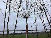 Bolesdoorn - vormboom - afbeelding 2 van  2