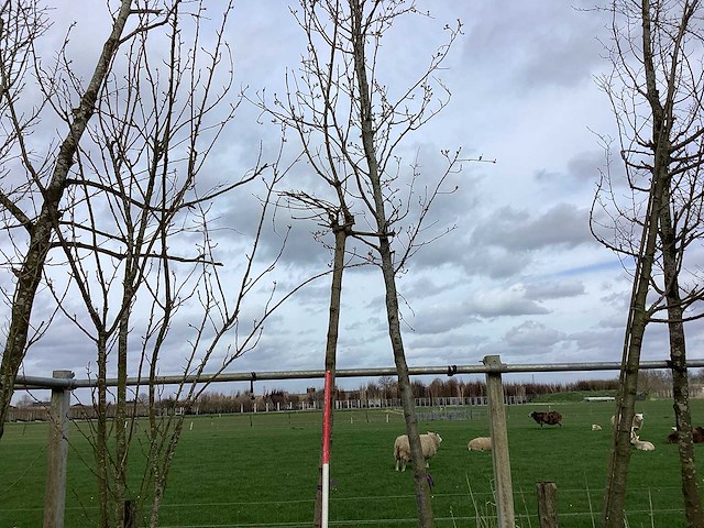 Bolesdoorn - vormboom - afbeelding 1 van  2