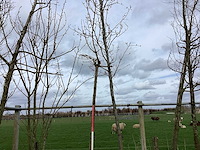 Bolesdoorn - vormboom - afbeelding 1 van  2