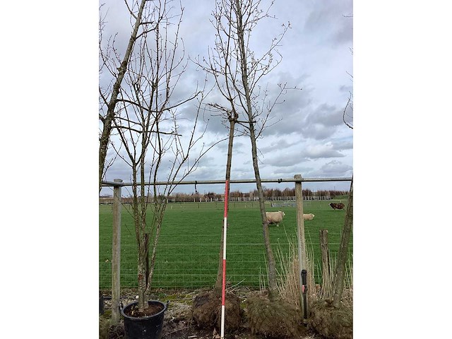 Bolesdoorn - vormboom - afbeelding 2 van  2