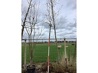 Bolesdoorn - vormboom - afbeelding 2 van  2