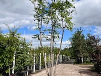 Bomen, hagen en sierheesters afkomstig van kwekerij de koekoek