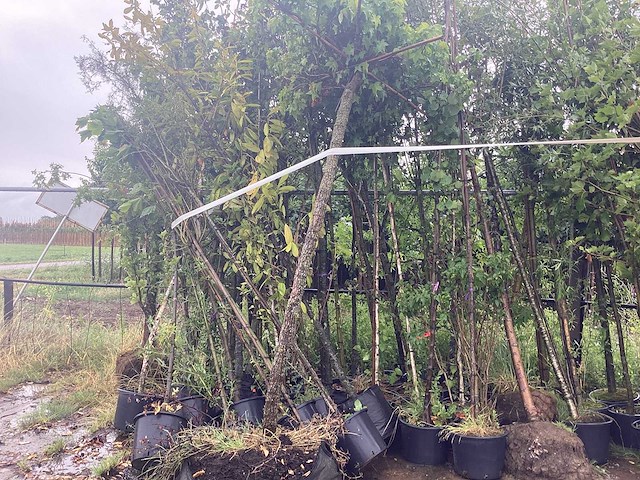 Bomen mix - laanboom (25x) - afbeelding 1 van  3