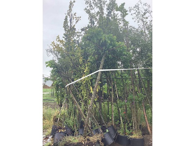 Bomen mix - laanboom (25x) - afbeelding 2 van  3