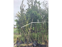 Bomen mix - laanboom (25x) - afbeelding 2 van  3