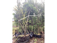 Bomen mix - laanboom (25x) - afbeelding 3 van  3