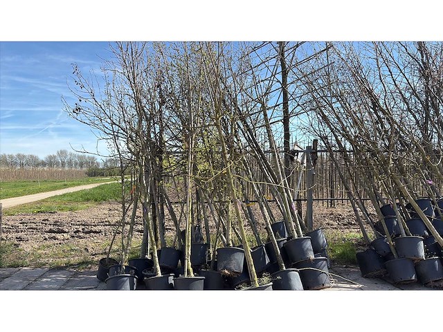 Bomen mix - sierboom (25x) - afbeelding 1 van  2