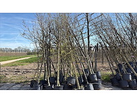 Bomen mix - sierboom (25x) - afbeelding 1 van  2