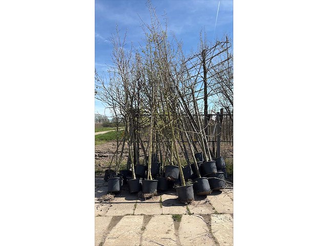 Bomen mix - sierboom (25x) - afbeelding 2 van  2