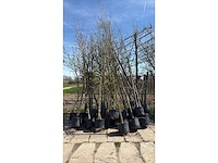 Bomen mix - sierboom (25x) - afbeelding 2 van  2