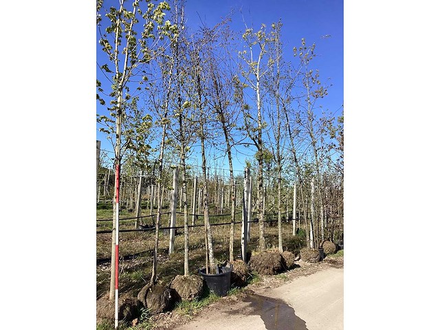 Bomenmix - topiary tree - afbeelding 2 van  3