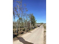 Bomenmix - topiary tree - afbeelding 3 van  3
