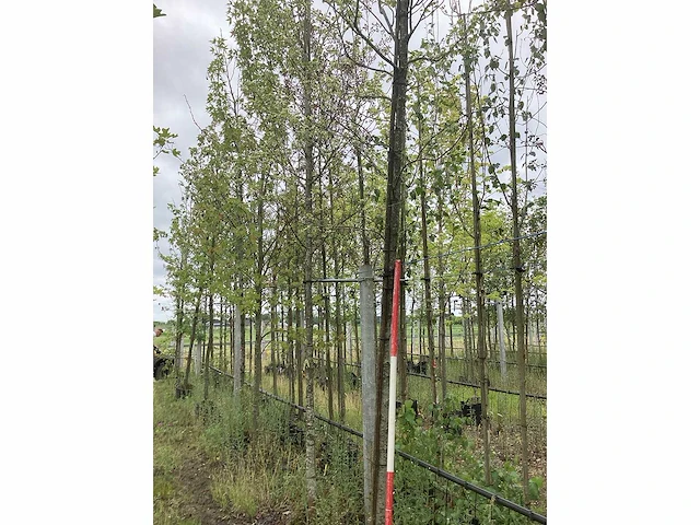 Bonbladerige amberboom - parkboom - afbeelding 1 van  2