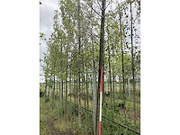 Bonbladerige amberboom - parkboom - afbeelding 1 van  2