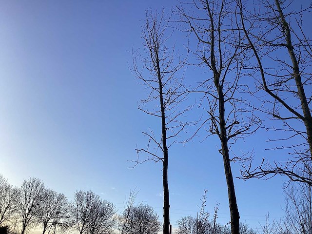 Bonbladige amberboom - vormbomen - afbeelding 1 van  3