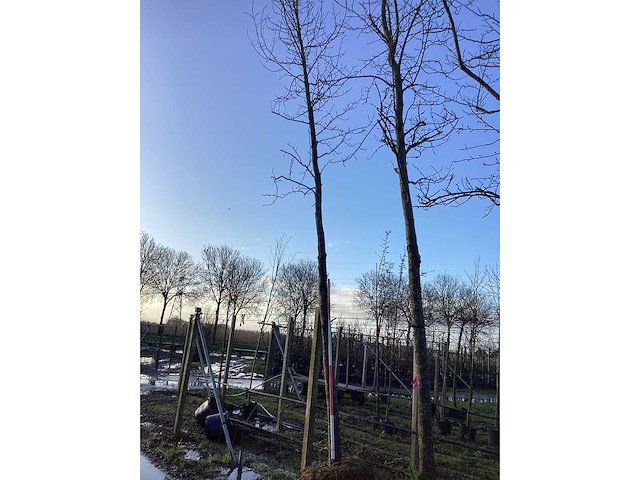 Bonbladige amberboom - vormbomen - afbeelding 2 van  3