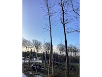 Bonbladige amberboom - vormbomen - afbeelding 2 van  3