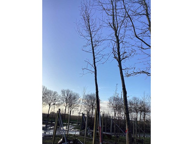 Bonbladige amberboom - vormbomen - afbeelding 3 van  3