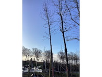 Bonbladige amberboom - vormbomen - afbeelding 3 van  3