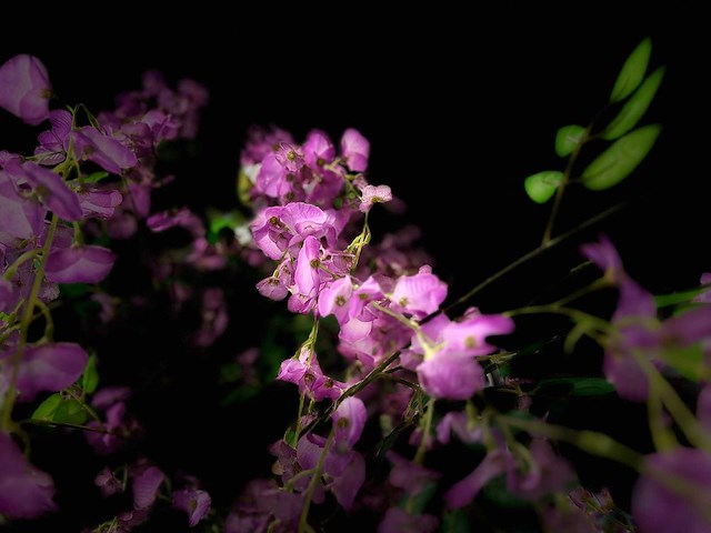 Bonen bloem treurwilg kunstboom - afbeelding 17 van  27