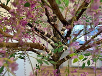 Bonen bloem treurwilg kunstboom - afbeelding 27 van  27