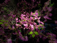 Bonen bloem treurwilg kunstboom - afbeelding 16 van  27