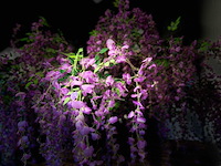 Bonen bloem treurwilg kunstboom - afbeelding 19 van  27