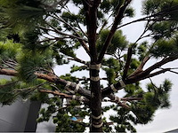 Bonsai kunstboom - afbeelding 7 van  17