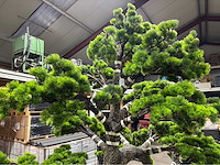 Bonsai kunstboom - afbeelding 5 van  15