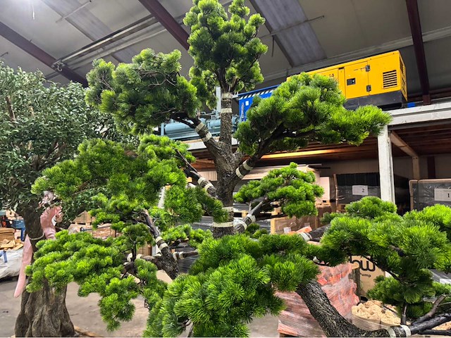 Bonsai kunstboom - afbeelding 6 van  15