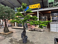 Bonsai kunstboom - afbeelding 8 van  15