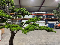 Bonsai kunstboom - afbeelding 14 van  15