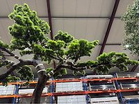 Bonsai kunstboom - afbeelding 2 van  15