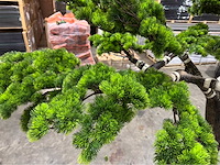 Bonsai kunstboom - afbeelding 3 van  15