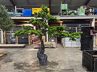 Bonsai kunstboom - afbeelding 1 van  15