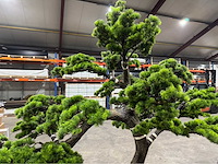 Bonsai kunstboom - afbeelding 13 van  15