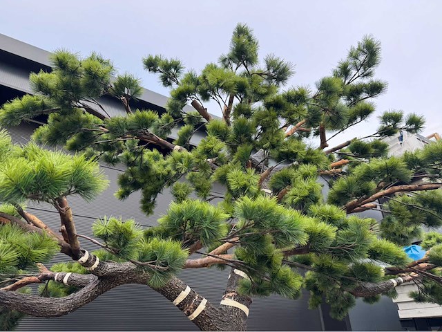 Bonsai kunstboom - afbeelding 5 van  17