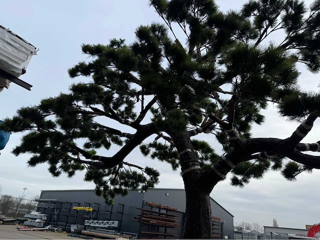 Bonsai kunstboom - afbeelding 6 van  17