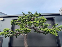 Bonsai kunstboom - afbeelding 14 van  17