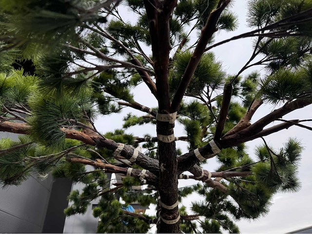 Bonsai kunstboom - afbeelding 7 van  17