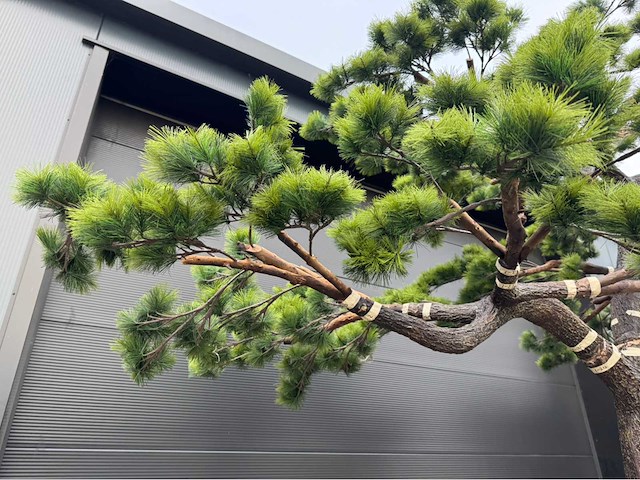 Bonsai kunstboom - afbeelding 16 van  17