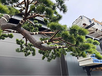 Bonsai kunstboom - afbeelding 2 van  16