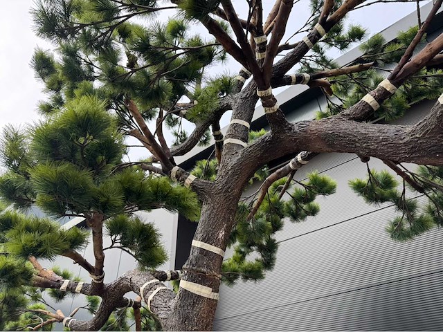 Bonsai kunstboom - afbeelding 3 van  16