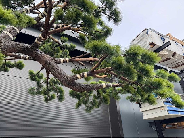 Bonsai kunstboom - afbeelding 1 van  17