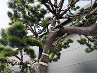 Bonsai kunstboom - afbeelding 2 van  17