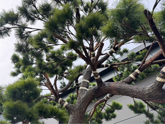 Bonsai kunstboom - afbeelding 14 van  17