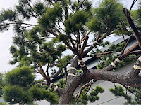 Bonsai kunstboom - afbeelding 14 van  17