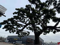 Bonsai kunstboom - afbeelding 15 van  17