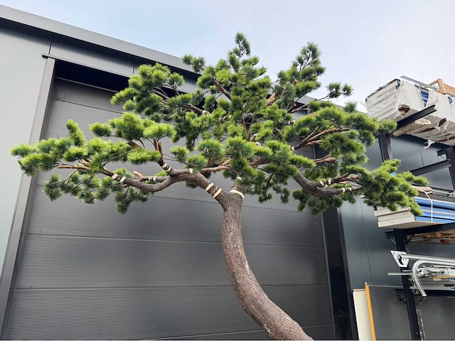 Bonsai kunstboom - afbeelding 17 van  17